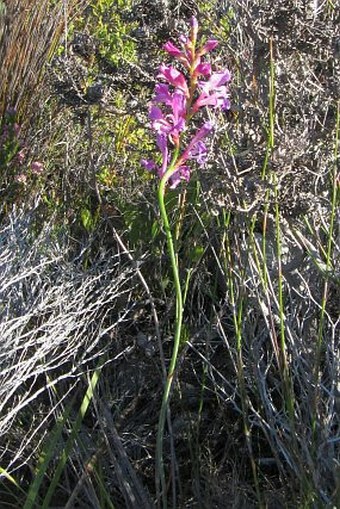 Tritoniopsis lata