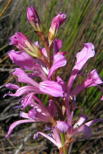 Tritoniopsis lata