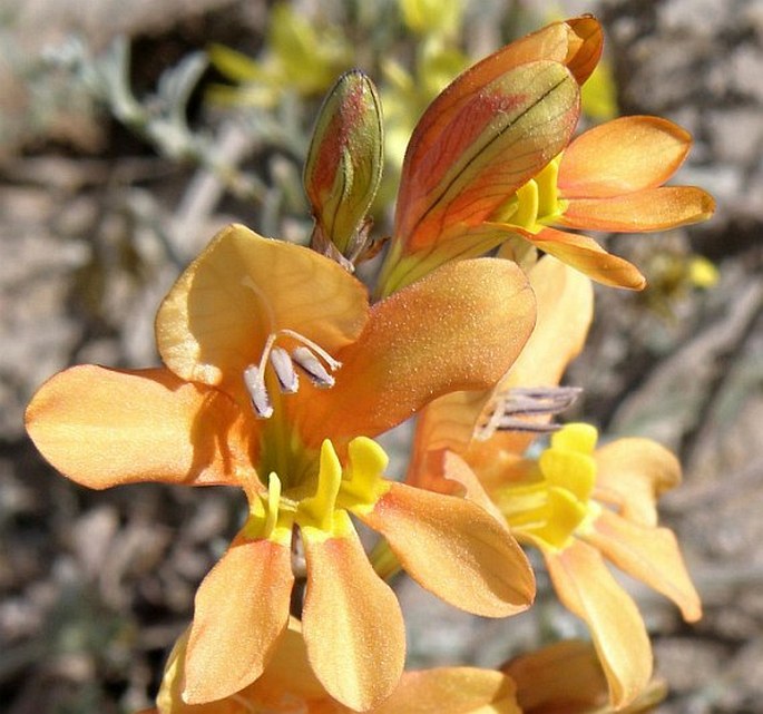 Tritonia securigera