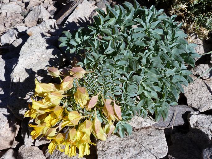 Tropaeolum polyphyllum