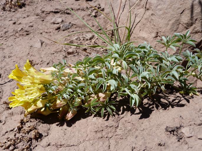 Tropaeolum polyphyllum