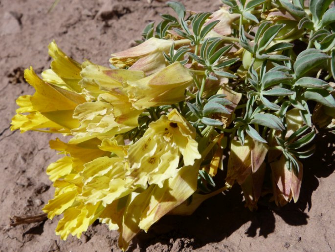 TROPAEOLUM POLYPHYLLUM Cav. - lichořeřišnice / kapucínka