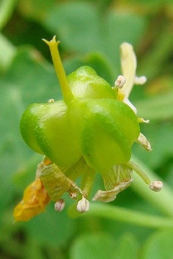 Tropaeolum peregrinum