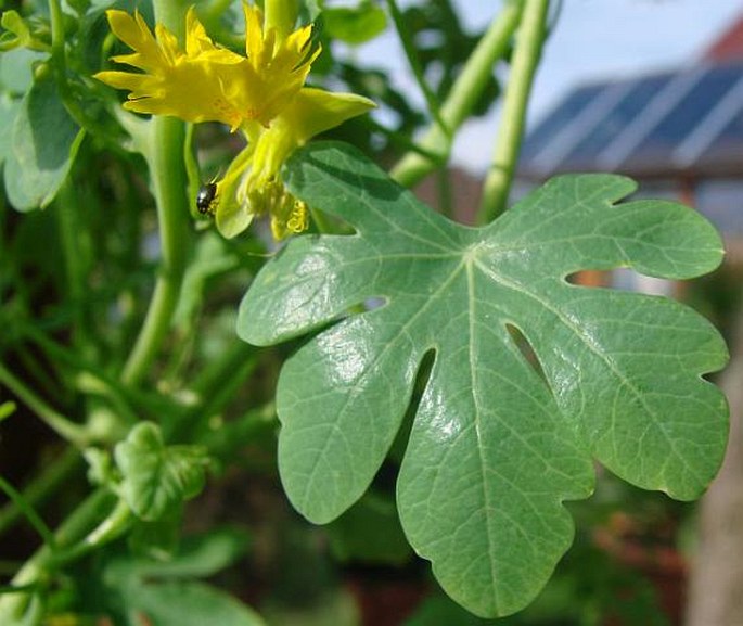 Tropaeolum peregrinum