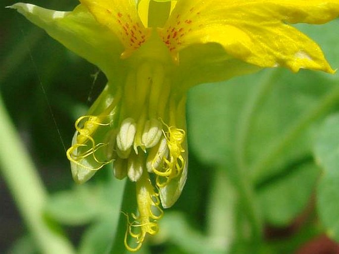 Tropaeolum peregrinum