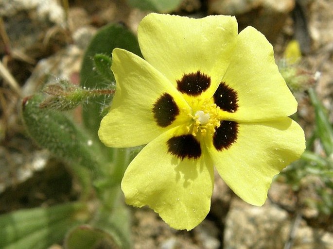 TUBERARIA GUTTATA (L.) Fourr.