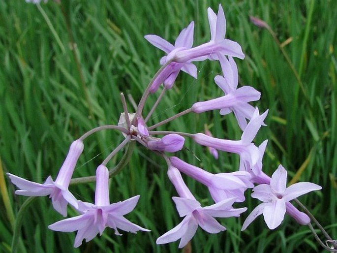 TULBAGHIA VIOLACEA Harv. – věncolusk