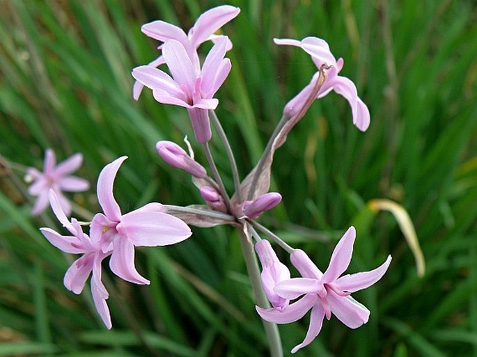 Tulbaghia violacea