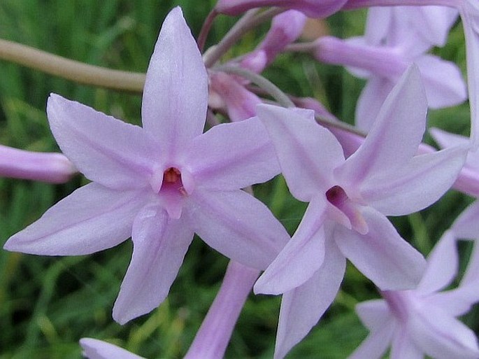 Tulbaghia violacea