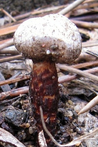 Tulostoma fimbriatum