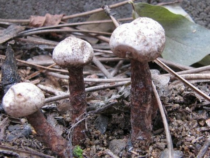 Tulostoma fimbriatum