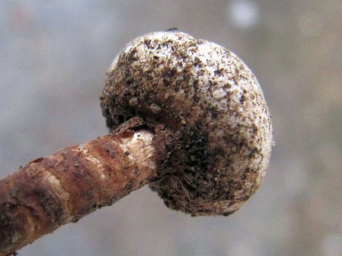 Tulostoma fimbriatum