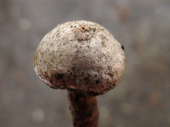 Tulostoma fimbriatum