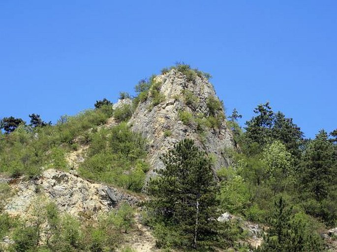 Pavlovské kopce, Turold - přírodní rezervace