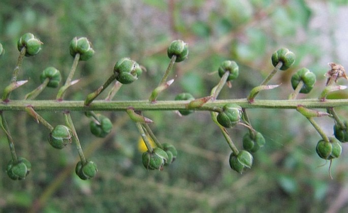 Coriaria sarmentosa