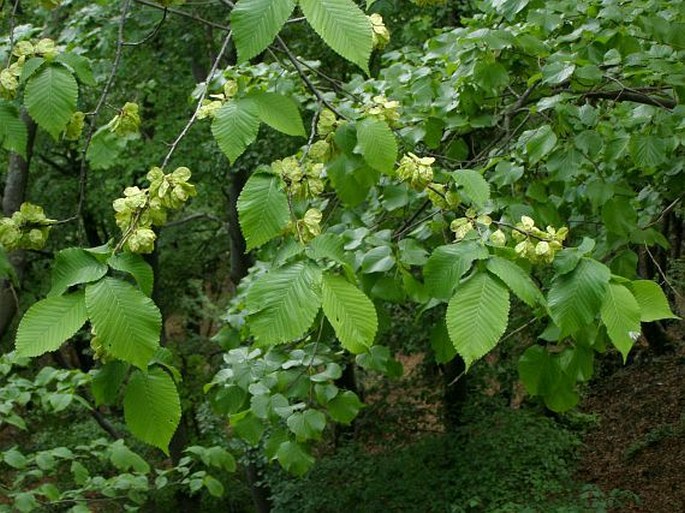 ULMUS GLABRA Huds. – jilm horský / brest horský