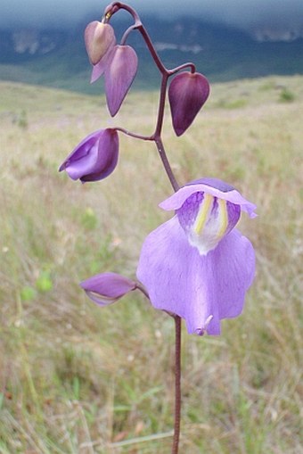 Utricularia humboldtii