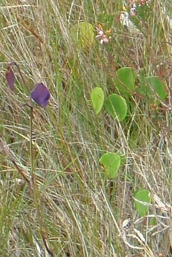 Utricularia humboldtii