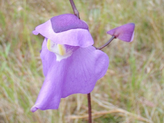 Utricularia humboldtii