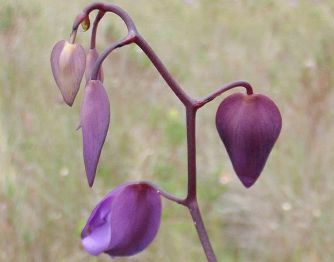 Utricularia humboldtii