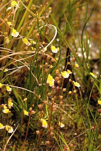 Utricularia bisquamata