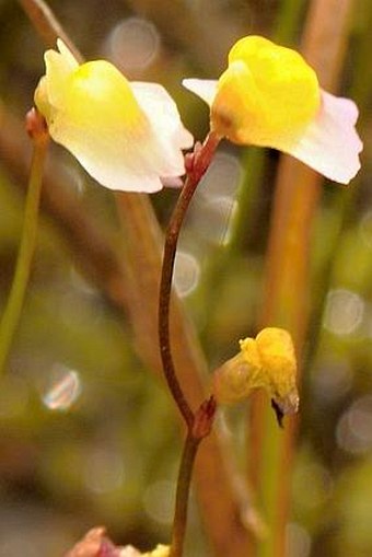 Utricularia bisquamata