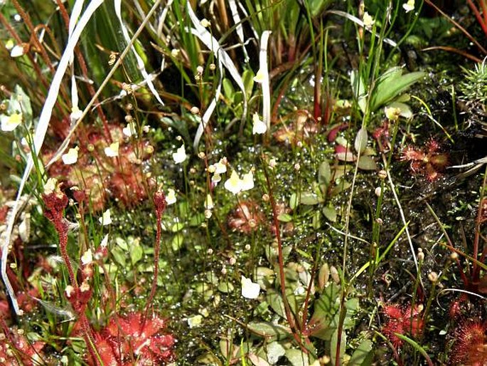 Utricularia bisquamata