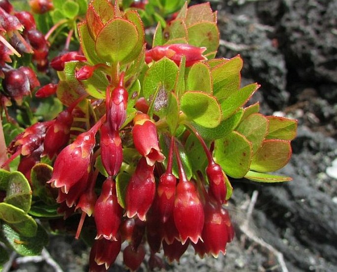 VACCINIUM RETICULATUM Sm. – brusnice / brusnica