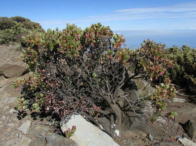 Vaccinium reticulatum