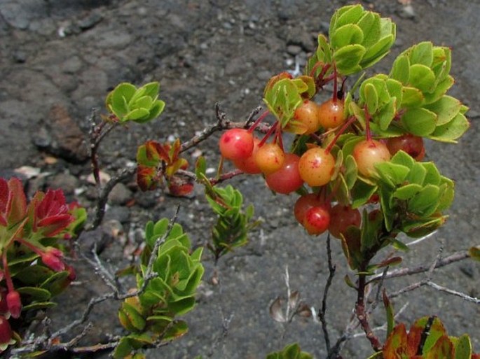 Vaccinium reticulatum