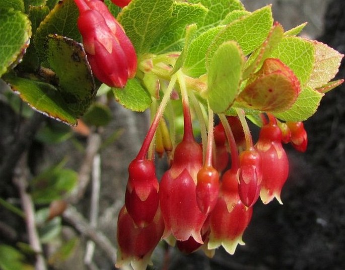 Vaccinium reticulatum