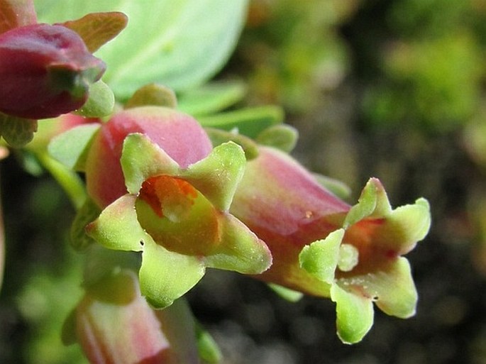 Vaccinium reticulatum