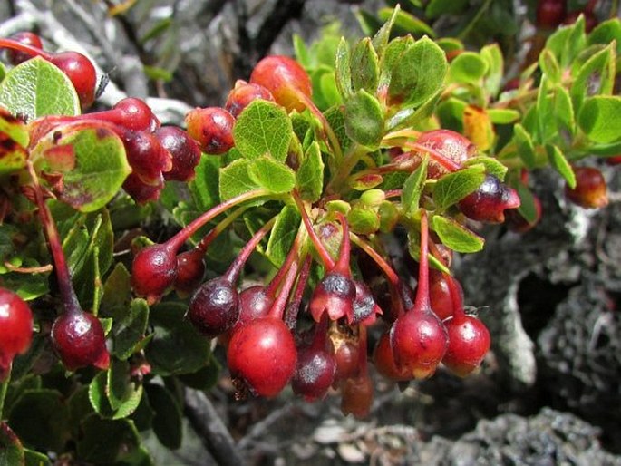 Vaccinium reticulatum