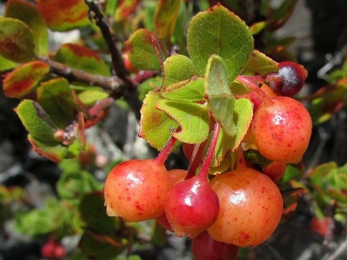 Vaccinium reticulatum