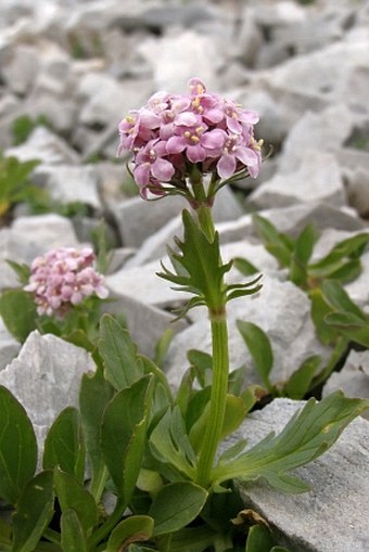 Valeriana bertiscea