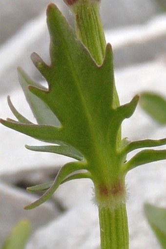 Valeriana bertiscea