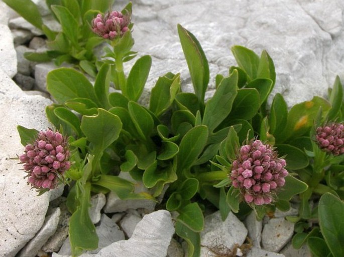 Valeriana bertiscea