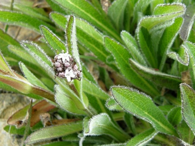 Valeriana prionophylla