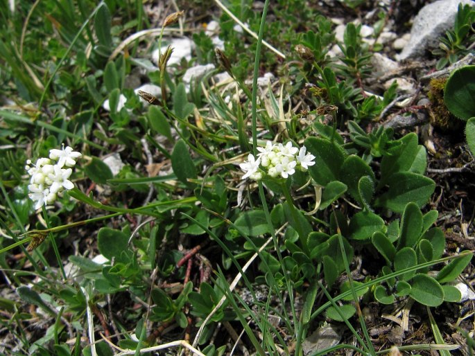 Valeriana saxatilis