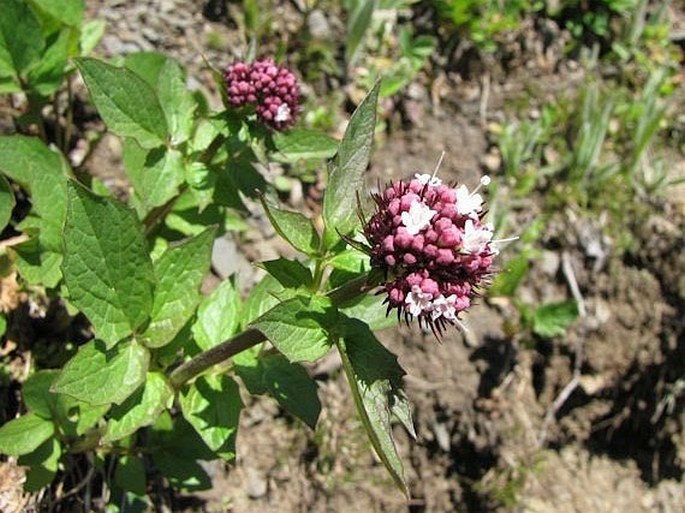 Valeriana sitchensis