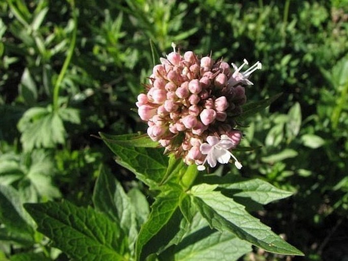 Valeriana sitchensis