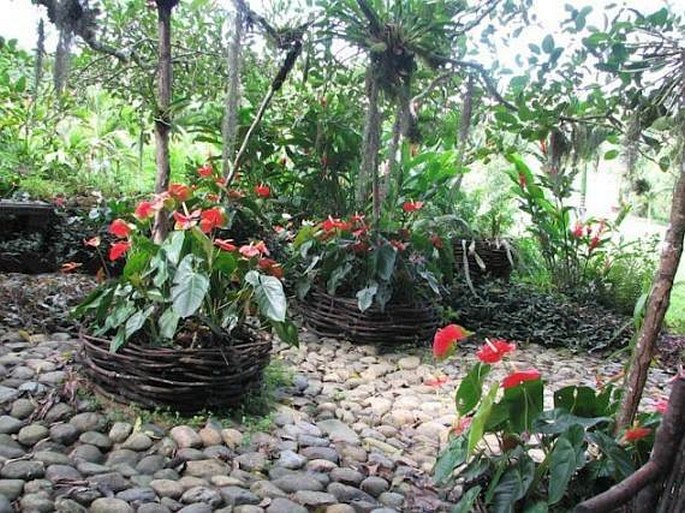 Los Jardines Botanicos de Vallarta