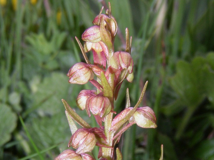 Dactylorhiza viridis