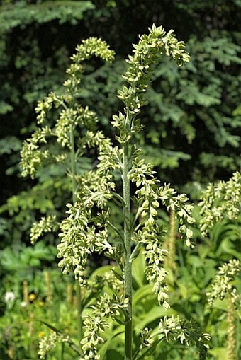 Veratrum viride var. eschscholtzianum