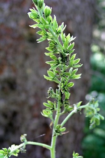 Veratrum viride var. eschscholtzianum