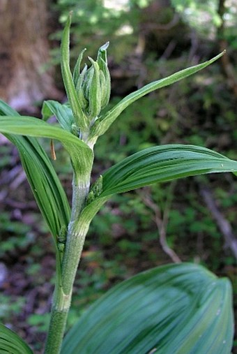 Veratrum viride var. eschscholtzianum