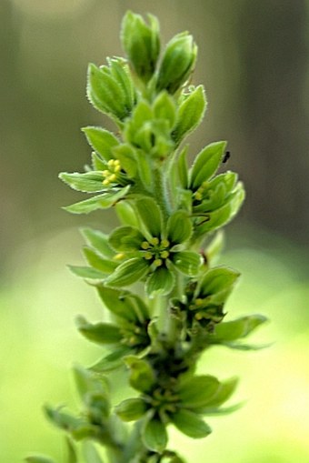 Veratrum viride var. eschscholtzianum