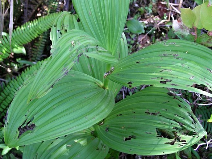 Veratrum viride var. eschscholtzianum