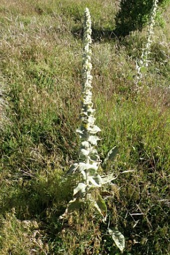 Verbascum stelurum