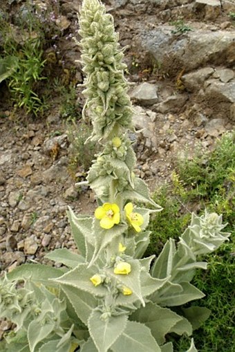 Verbascum stelurum